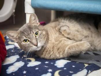 FLO -  Domestic Short Hair Cat for Adoption in Phoenix, Arizona - FLO | PetCurious