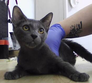 Mackie -  Domestic Short Hair Cat for Adoption in Dayton, Minnesota - Mackie | PetCurious