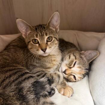 Pepto -  Domestic Short Hair Cat for Adoption in Detroit Lakes, Minnesota - Pepto | PetCurious