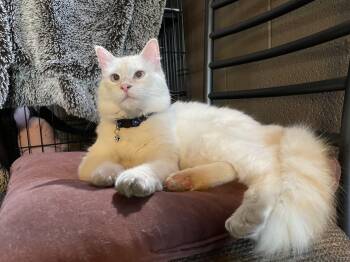Snowball -  Siamese Cat for Adoption in Export, Pennsylvania - Snowball | PetCurious