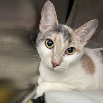 Domestic Short Hair Cats Available for Adoption in Pittsburgh, Pennsylvania - Pooky | PetCurious