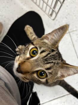 Domestic Short Hair Cats Available for Adoption in Logan, Utah - Sobol | PetCurious