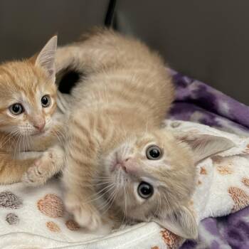 Peanut -  Domestic Short Hair Cat for Adoption in Jacksonville, Florida - Peanut | PetCurious