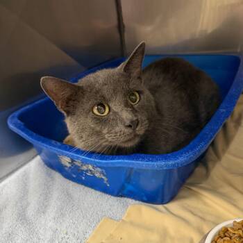 Spike -  Domestic Short Hair Cat for Adoption in Lake Panasoffkee, Florida - Spike | PetCurious