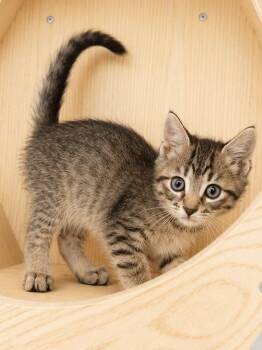 Huckleberry -  Domestic Short Hair Cat Available for Adoption in Sioux Falls, South Dakota - Huckleberry | PetCurious