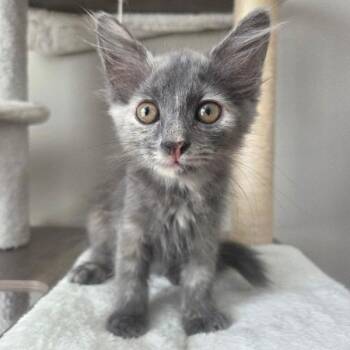 Poppy -  Domestic Long Hair Cat for Adoption in Chattanooga, Tennessee - Poppy | PetCurious