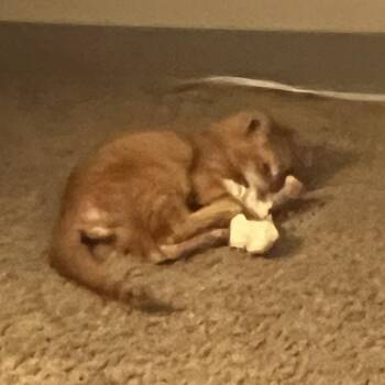 Domestic Short Hair Cats Available for Adoption - Puss In Boots | PetCurious