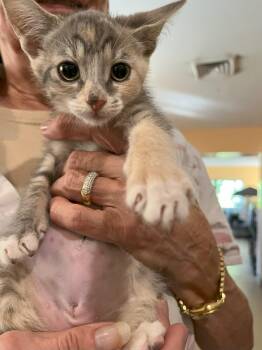 Rescue Domestic Short Hair Cats for Adoption in Boca Raton, Florida - Cinnamon 3422 | PetCurious