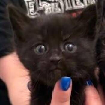 Otto -  Domestic Medium Hair Cat Available for Adoption in Estacada, Oregon - Otto | PetCurious