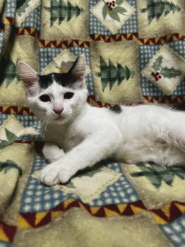 Sam -  Domestic Medium Hair Cat for Adoption in Jackson, Michigan - Sam | PetCurious