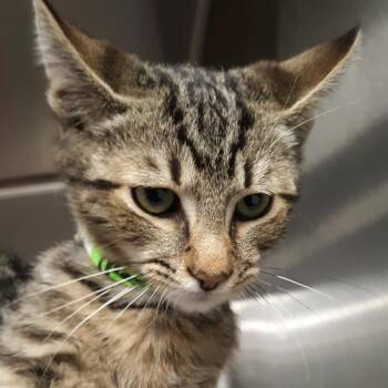 Marble -  Domestic Short Hair Cat for Adoption in Spokane, Washington - Marble | PetCurious
