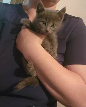 Storm -  Domestic Short Hair Cat Available for Adoption in Tulsa, Oklahoma - Storm | PetCurious