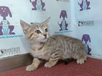 CHIP -  Domestic Short Hair Cat for Adoption in Orlando, Florida - CHIP | PetCurious