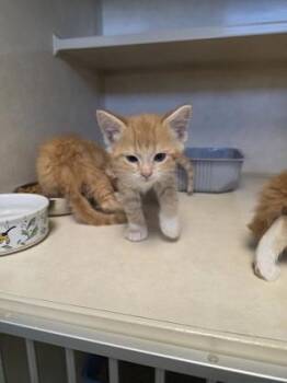 Reg -  Domestic Long Hair and Domestic Short Hair Cat for Adoption in Beatrice, Nebraska - Reg | PetCurious