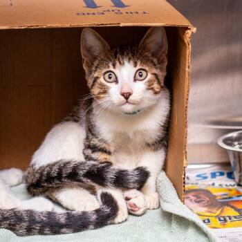 Nero -  Domestic Short Hair Cat for Adoption in Hattiesburg, Mississippi - Nero | PetCurious