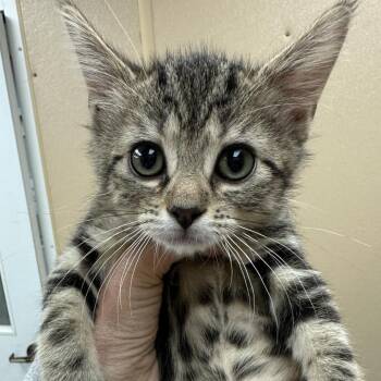 Cassia -  Domestic Short Hair Cat for Adoption in Naperville, Illinois - Cassia | PetCurious