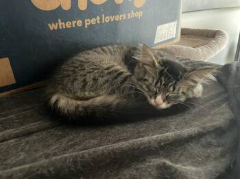 Laverne -  Domestic Short Hair Cat for Adoption in St. Cloud, Minnesota - Laverne | PetCurious