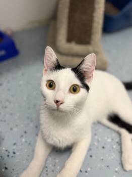 Domestic Short Hair Cats Available for Adoption - Macaroon | PetCurious