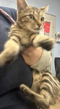 Hallo -  Domestic Short Hair Cat for Adoption in Chamblee, Georgia - Hallo | PetCurious