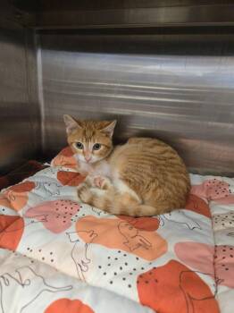 Domestic Short Hair Cats Available for Adoption - Mcteer | PetCurious