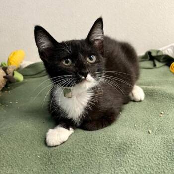 Bou -  Domestic Short Hair Cat for Adoption in Hawthorne, California - Bou | PetCurious