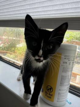 Natasha -  Domestic Short Hair Cat for Adoption in Dallas, Texas - Natasha | PetCurious
