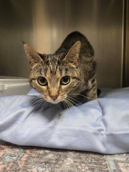 Domestic Short Hair Cats Available for Adoption in Saint Clairsville, Ohio - Elsa | PetCurious