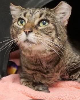 Sir Nugget (at Smitten Kitten) -  Domestic Short Hair Cat for Adoption in Fishers, Indiana - Sir Nugget (at Smitten Kitten) | PetCurious