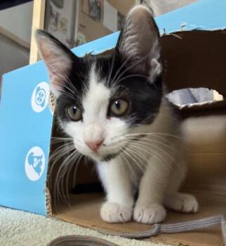 FIG -  Domestic Short Hair Cat for Adoption in Burbank, California - FIG | PetCurious