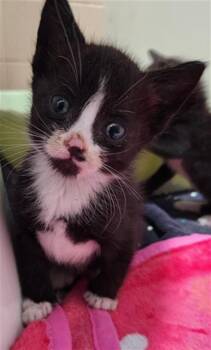 A2475974 -  Domestic Short Hair Cat for Adoption in Fort Lauderdale, Florida - A2475974 | PetCurious