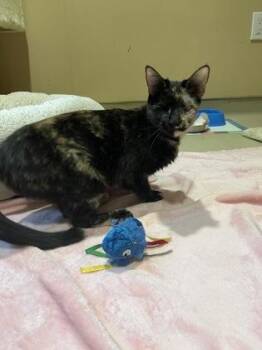 Bandit -  Domestic Short Hair Cat for Adoption in Quakertown, Pennsylvania - Bandit | PetCurious