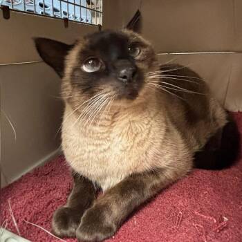 Finn -  Siamese Cat for Adoption in Goleta, California - Finn | PetCurious