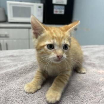 Banana -  Domestic Short Hair Cat for Adoption in Riverside, California - Banana | PetCurious