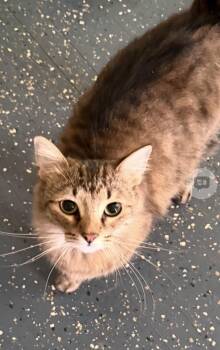 Domestic Medium Hair Cats Available for Adoption - Reggie | PetCurious