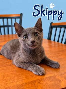 SKIPPY -  Domestic Short Hair and Russian Blue Cat for Adoption in Monrovia, California - SKIPPY | PetCurious