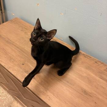 Jolene -  Domestic Short Hair Cat for Adoption in NEW PT RICHEY, Florida - Jolene | PetCurious