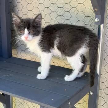 Zuko -  Domestic Short Hair Cat for Adoption in Pleasanton, California - Zuko | PetCurious