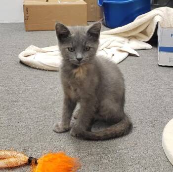 Muffin -  Domestic Short Hair Cat for Adoption in Mineral Point, Wisconsin - Muffin | PetCurious