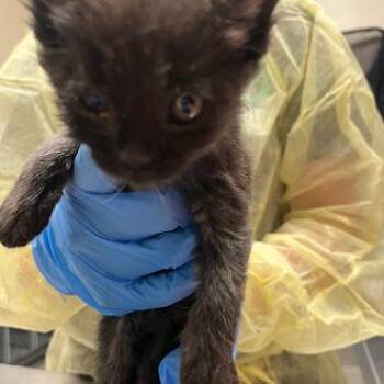 Domestic Short Hair Cats Available for Adoption in Las Vegas, Nevada - GUITAR | PetCurious