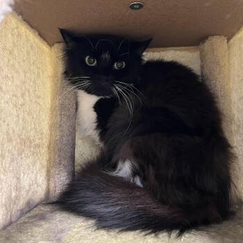 Siren -  Domestic Short Hair Cat for Adoption in North Haven, Connecticut - Siren | PetCurious