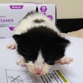 Fancy -  Domestic Short Hair Cat for Adoption in Palestine, Texas - Fancy | PetCurious