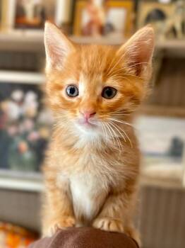 Garnier -  Domestic Short Hair Cat for Adoption in Menomonie, Wisconsin - Garnier | PetCurious