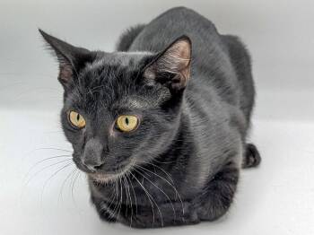 Vaughan -  Domestic Short Hair Cat for Adoption in Powell, Ohio - Vaughan | PetCurious