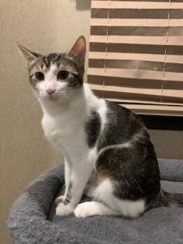 Rescue Domestic Short Hair Cats for Adoption in Pasco, Washington - Skunk | PetCurious