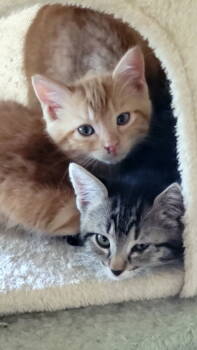 Rescue Domestic Short Hair and Tabby Cats for Adoption in Rosenberg, Texas - Scrambler | PetCurious