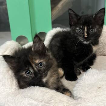 American Shorthair Cats Available for Adoption in San Saba, Texas - Coco | PetCurious