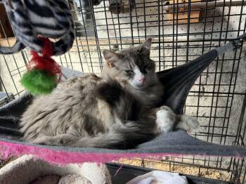 Maine Coon Cats Available for Adoption in South San Francisco, California - Mr. Darcy | PetCurious