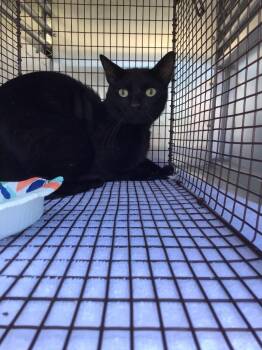 Domestic Short Hair Cats Available for Adoption in New Braunfels, Texas - Runner | PetCurious