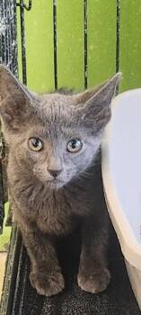 Rescue Domestic Short Hair Cats for Adoption in Town 