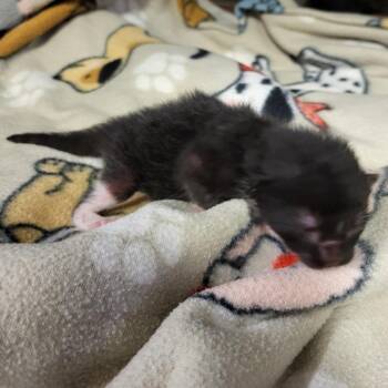 Domestic Short Hair Cats Available for Adoption in Lake Panasoffkee, Florida - Kitten1 | PetCurious
